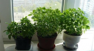 Jak pěstovat a pečovat o mátu doma na parapetu se semenem